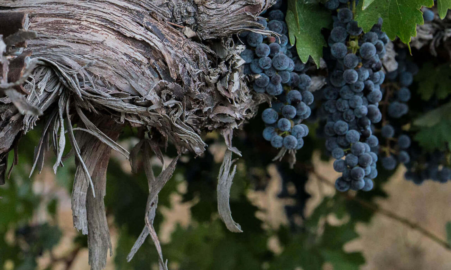 Very Dark Red Wines